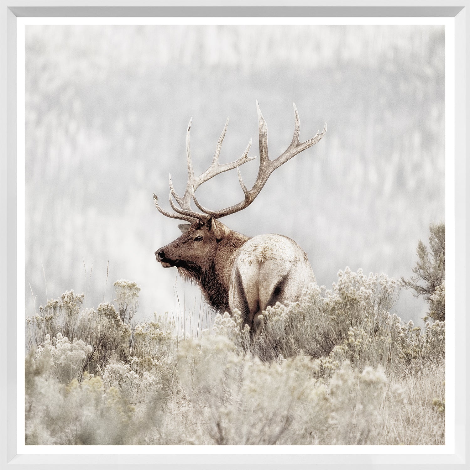 Wildlife Square Statement Trio Bundle