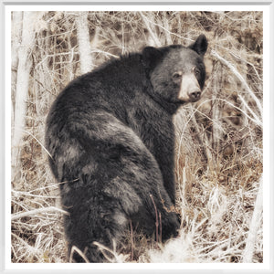 Wildlife Square Statement Trio Bundle