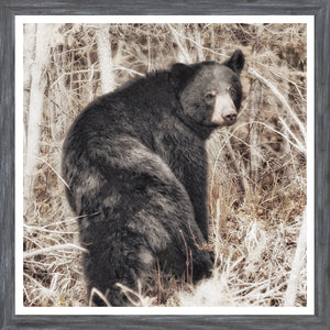Black Bear — nature and landscape fine art print shown from another angle