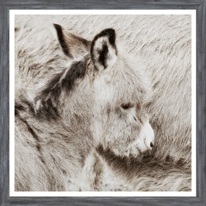 Donkey Foal — nature and landscape fine art print shown from another angle