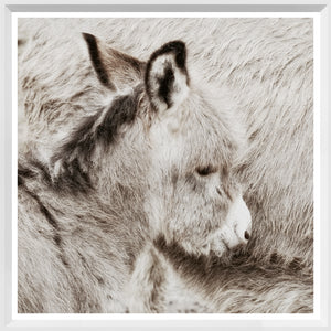 Donkey Foal — nature and landscape fine art print in neutral tones at Laurie Yapp Home