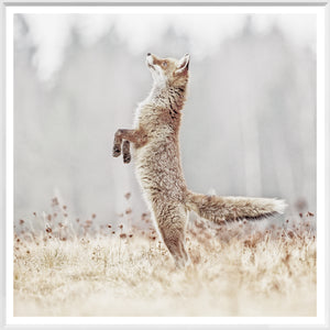 Fox On Alert — nature and landscape fine art print in neutral tones at Laurie Yapp Home