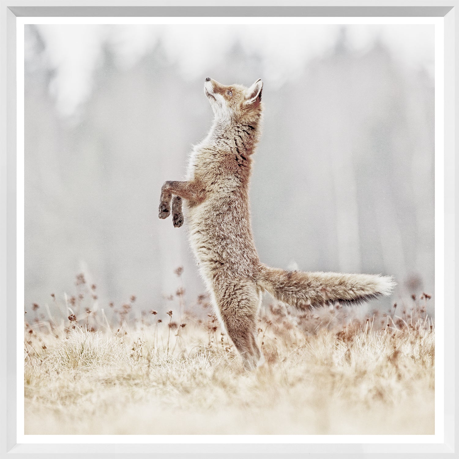Fox On Alert — nature and landscape fine art print shown from another angle
