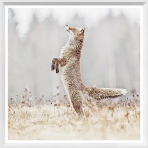 Fox On Alert — nature and landscape fine art print shown from another angle