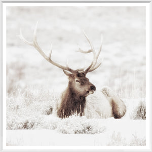 Bull Elk In Winter — nature and landscape fine art print in neutral tones at Laurie Yapp Home