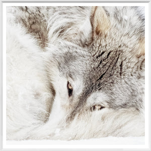 Grey Wolf — nature and landscape fine art print in neutral tones at Laurie Yapp Home