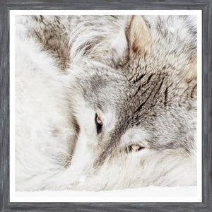Grey Wolf — nature and landscape fine art print shown from another angle