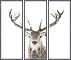 43.5 × 52 in – Glass Framed, Grey Frame