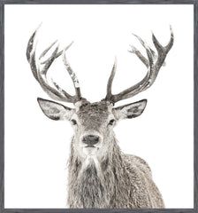 45 × 42 in – Glass Framed, Grey Frame