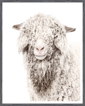 Angora Goat — nature and landscape fine art print shown from another angle