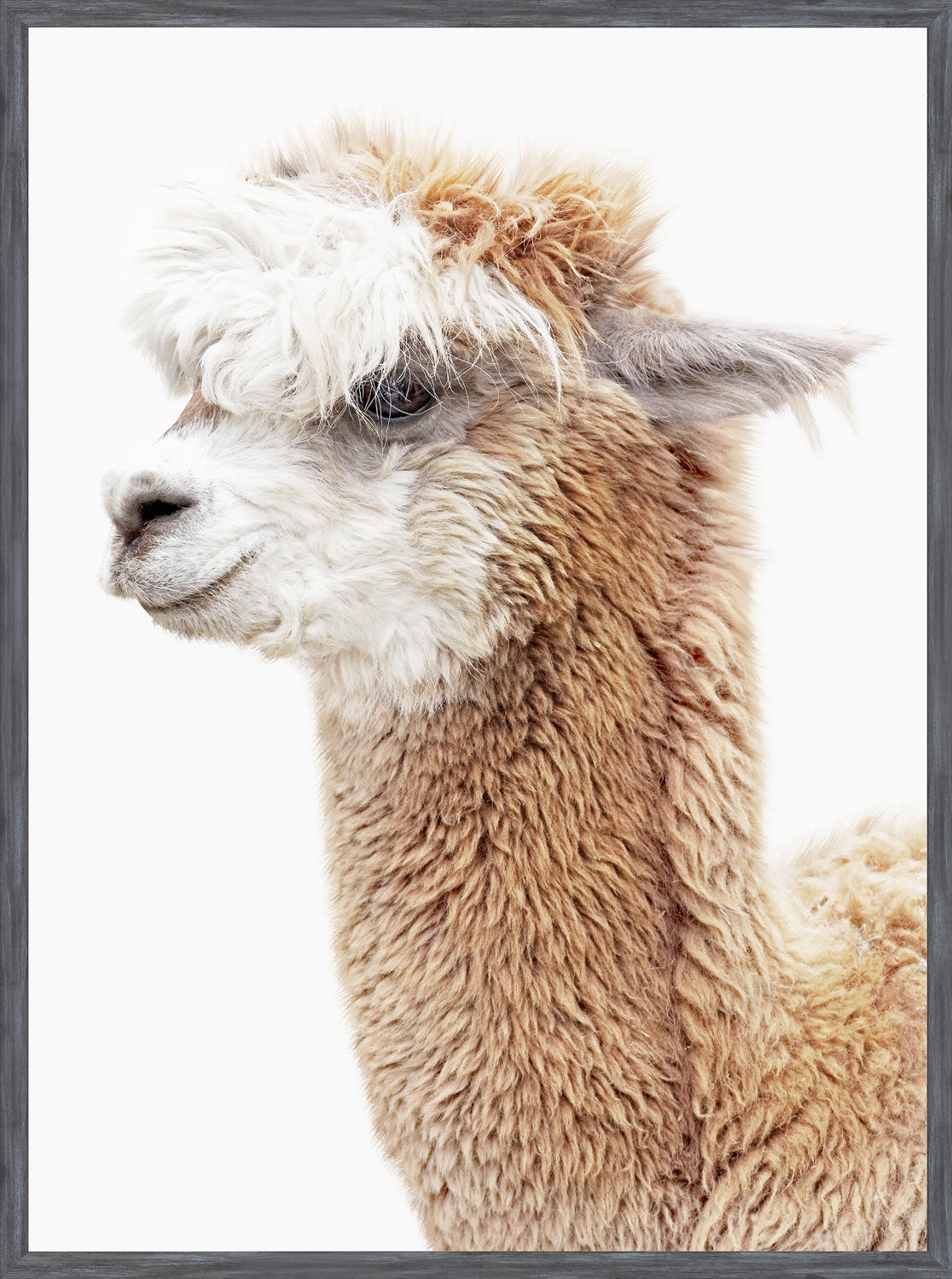 Llama Portrait — nature and landscape fine art print shown from another angle