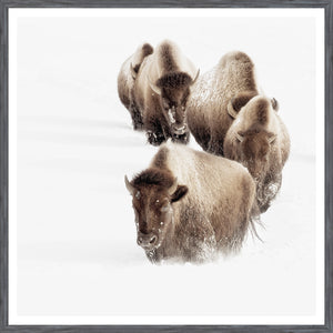Buffalo Trail — nature and landscape fine art print shown from another angle