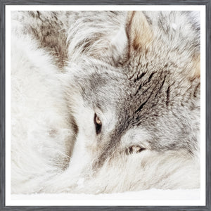Grey Wolf — nature and landscape fine art print shown from another angle