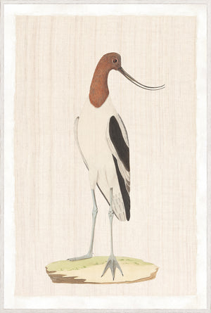 Watercolour Birds – American Avoset C. 1790 wall art featuring a detailed bird illustration.