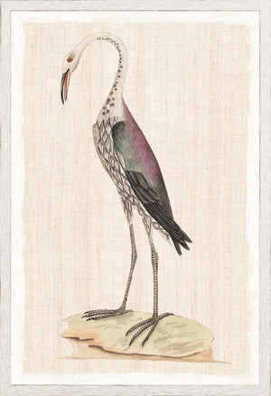 Watercolour Birds Dark Rail C 1790 framed art print