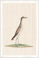 37.25 × 55.25 in