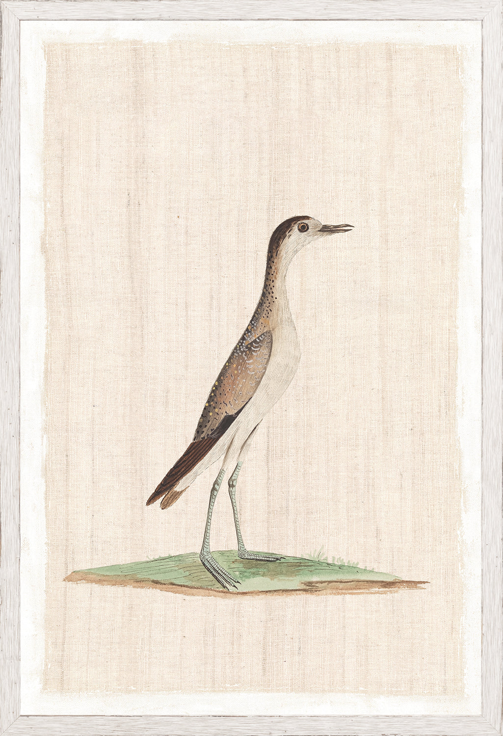 Watercolour Birds Grisled Plover C 1790 framed art print