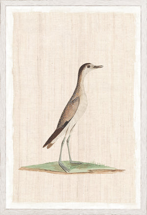 Watercolour Birds Grisled Plover C 1790 framed art print