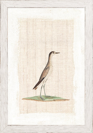 Watercolour Birds Grisled Plover C 1790 framed art print