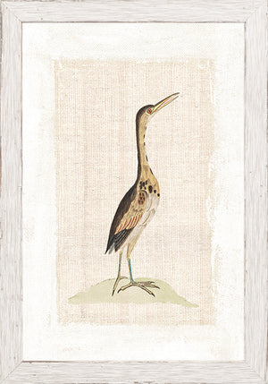 Watercolour Birds Little Bittern C 1790 framed art print