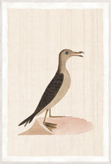 37.25 × 55.25 in