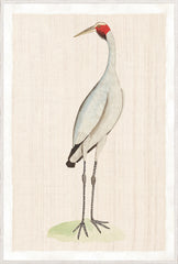 37.25 × 55.25 in