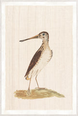 37.25 × 55.25 pulg.