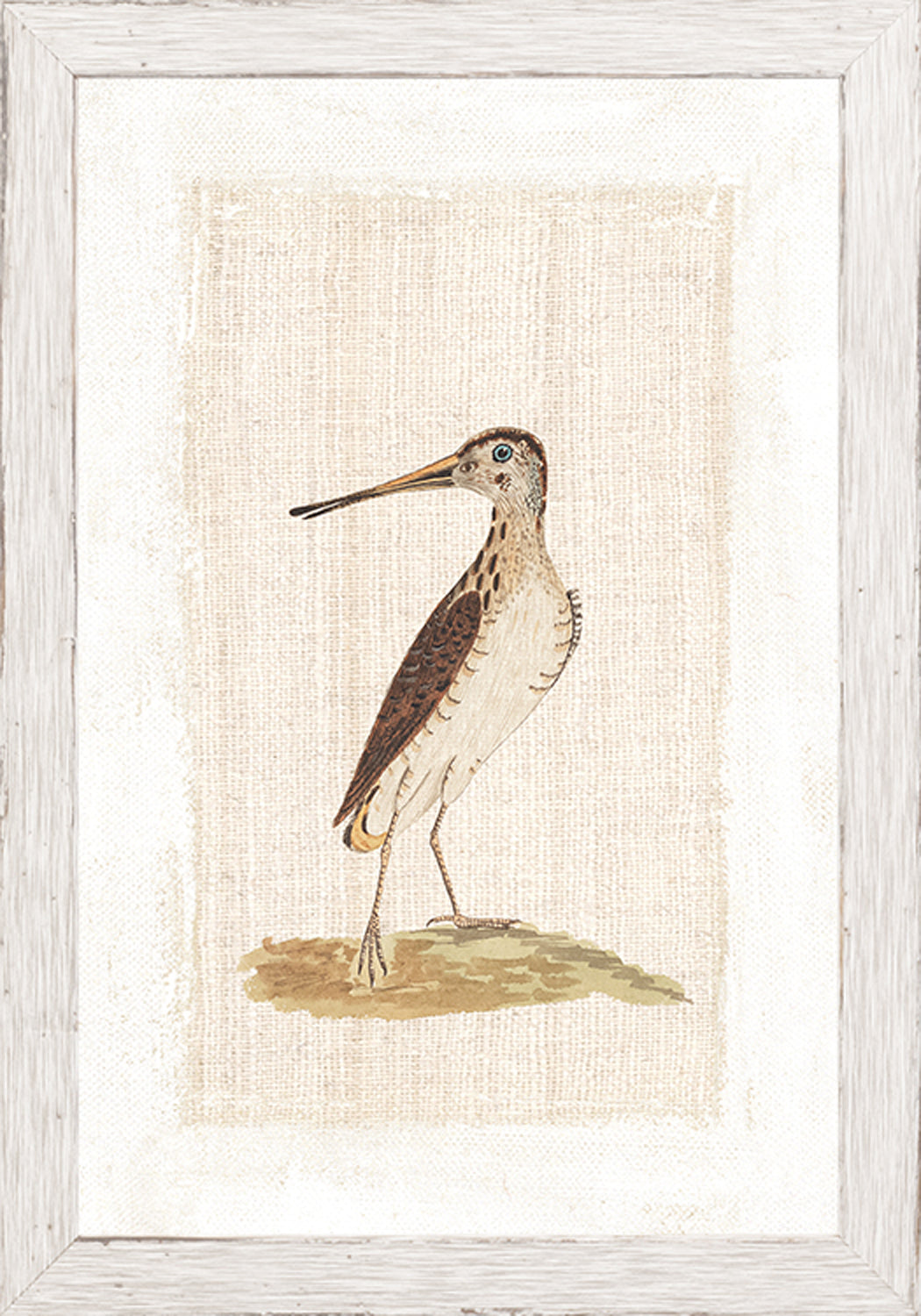 Watercolour Birds New Holland Snipe C 1790 framed art print