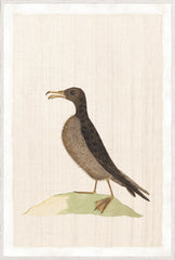 37.25 × 55.25 pulg.