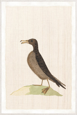 Watercolour Birds – Norfolk Island Petrel C. 1790, detailed illustration of a bird on a light background.