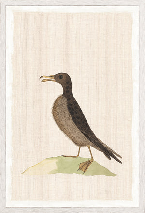 Watercolour Birds Norfolk Island Petrel C 1790 framed art print