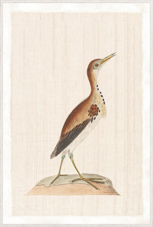 Watercolour Birds – Pacific Gull C. 1790, detailed illustration of a bird with brown and white feathers.