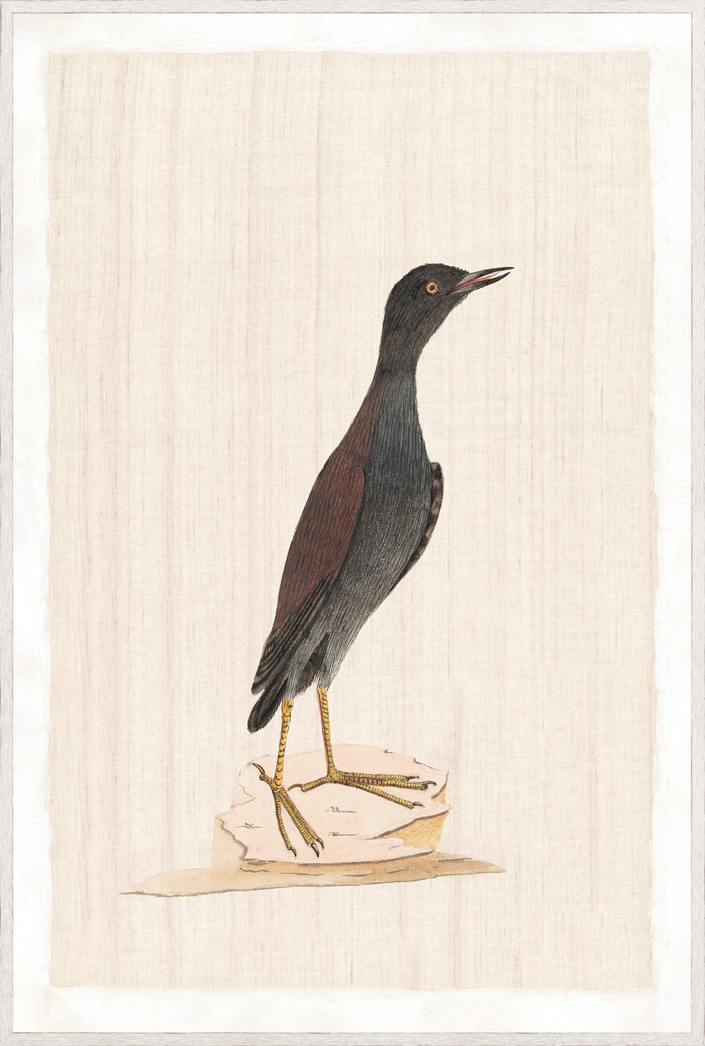 Watercolour Birds – Pacific Roller C. 1790, detailed illustration of a bird with dark plumage.