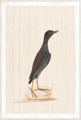 37.25 × 55.25 pulg.