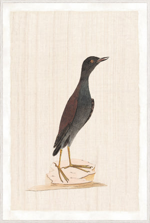 Watercolour Birds – Pacific Roller C. 1790, detailed illustration of a bird with dark plumage.