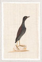 17.25 × 25.25 pulg.