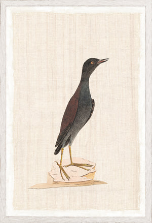 Watercolour Birds Pacific Roller C 1790 framed art print