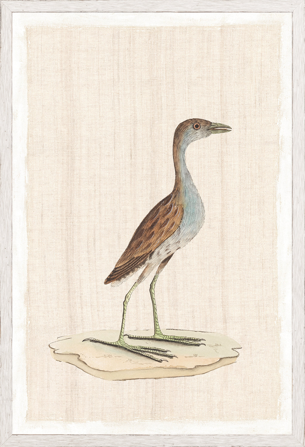 Watercolour Birds Sanderling Plover C 1790 framed art print