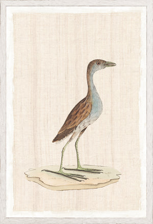 Watercolour Birds Sanderling Plover C 1790 framed art print