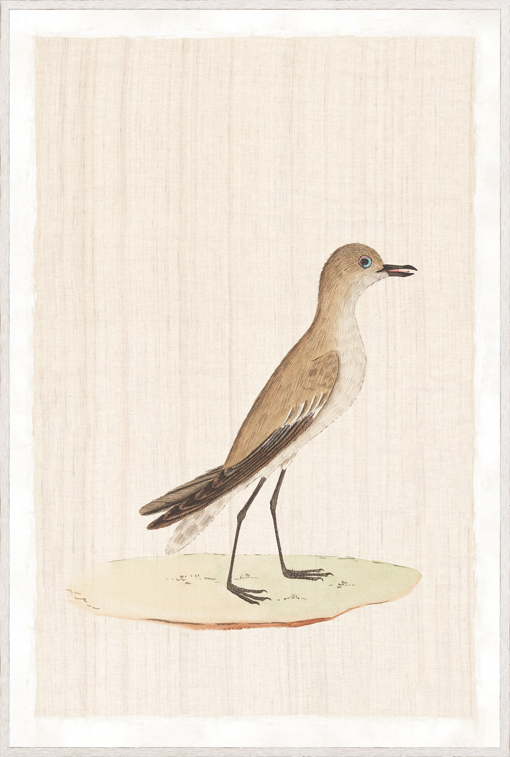 Watercolour Birds – Slender Billed Creeper C. 1790, detailed bird illustration on textured background