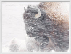 16 × 21 pulg. – Marco blanco
