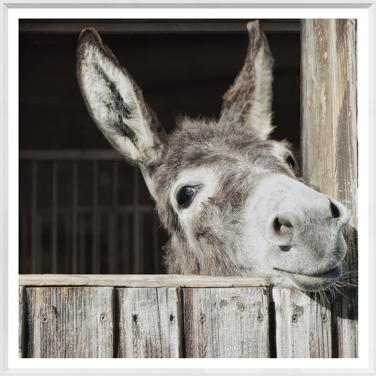 Happy Donkey wall art featuring a donkey's face peeking over a wooden fence