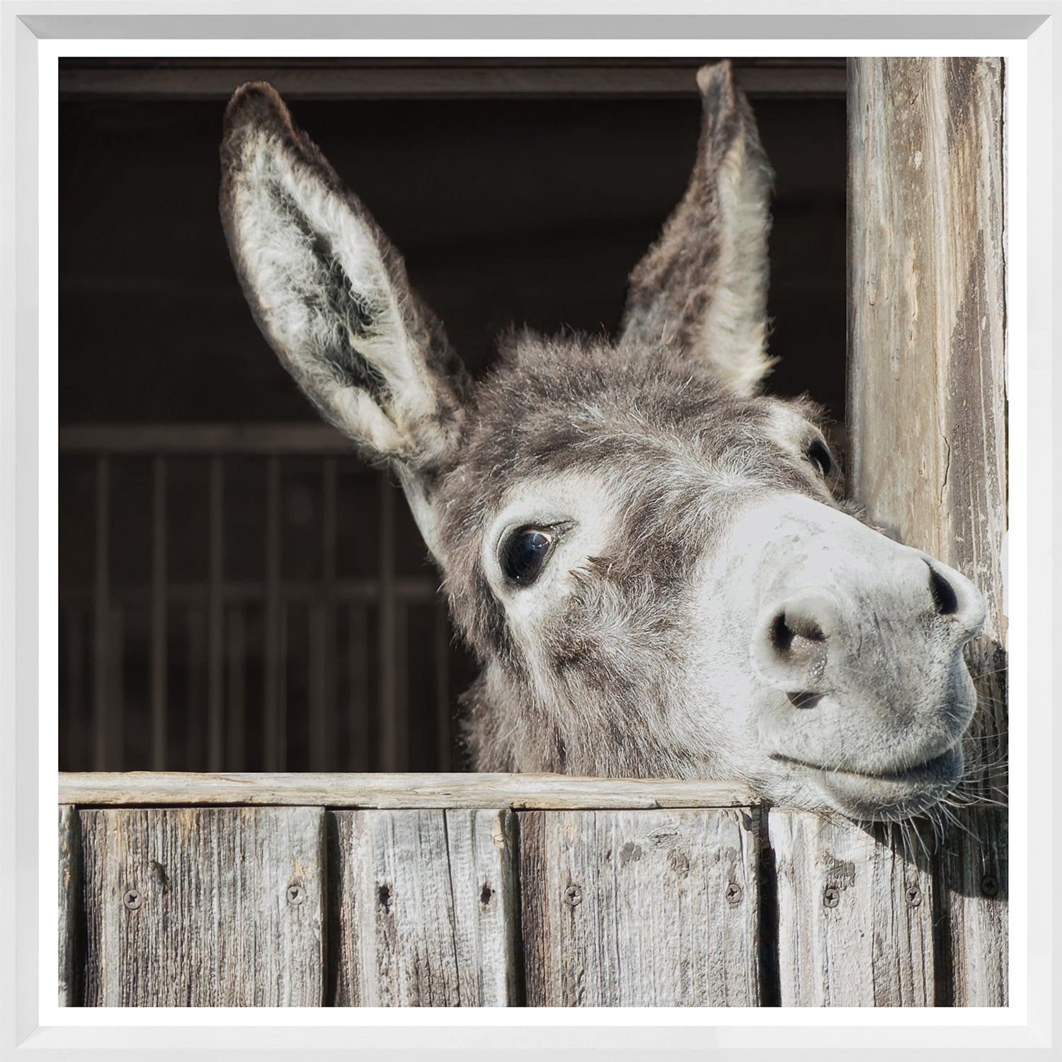 Happy Donkey — nature and landscape fine art print shown from another angle