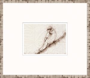Nature Sketch – Grosbeak — nature and landscape fine art print in neutral tones at Laurie Yapp Home