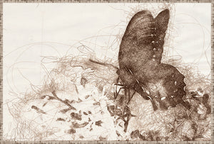 Nature Sketch Insect Quartet Bundle — nature and landscape fine art print in neutral tones at Laurie Yapp Home
