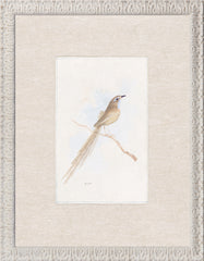 10.5 × 13.5 in