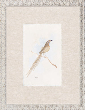Collection 24 Songbird C 1847 framed art print