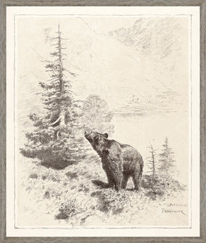Bear in the Mountains