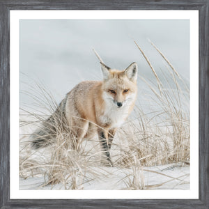 Fox on the Beach — nature and landscape fine art print in cool tones at Laurie Yapp Home