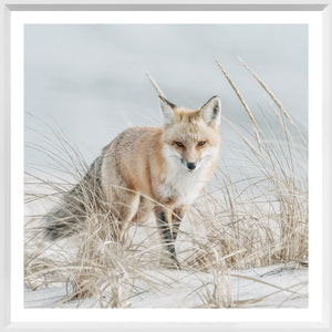 Fox on the Beach — nature and landscape fine art print shown from another angle